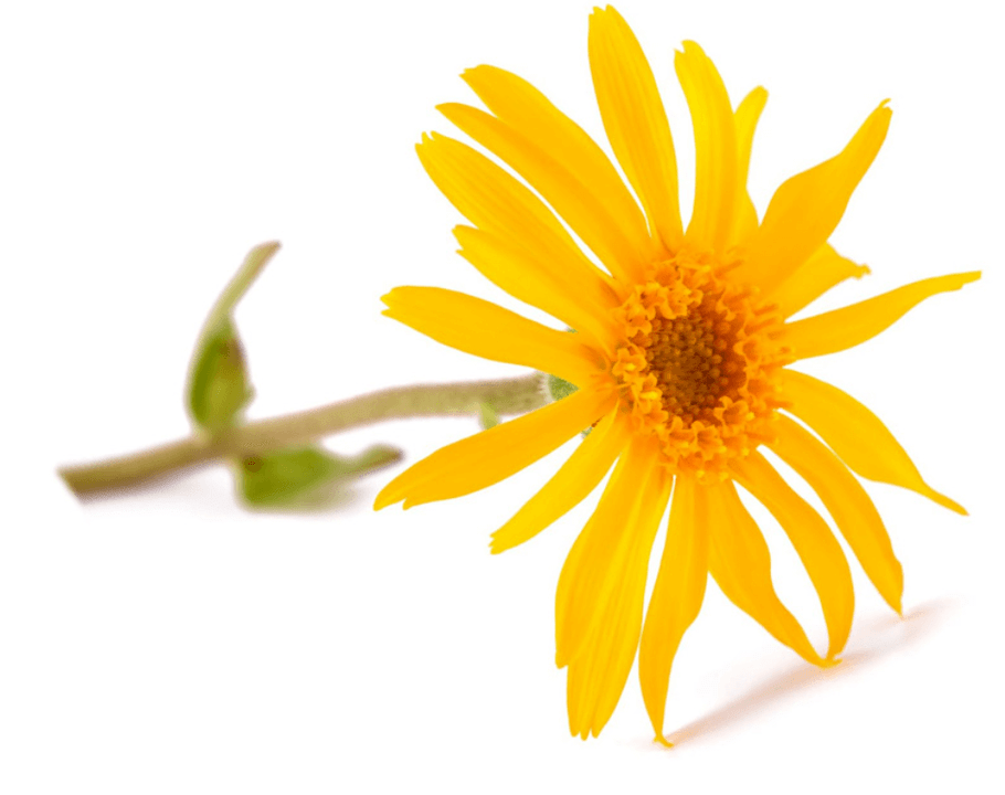 Arnica-extract in Artovitel